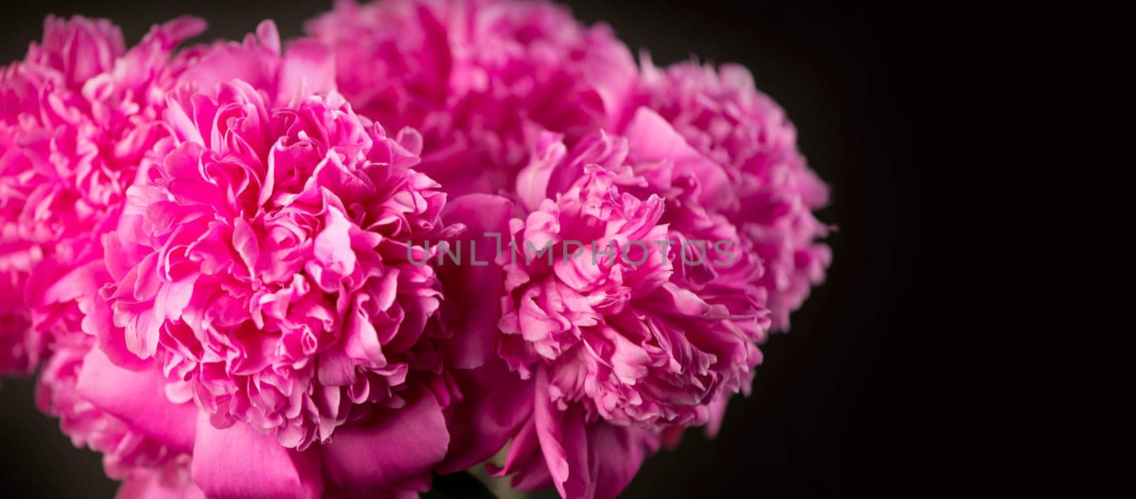 purple peonies on black background. Background bouquet of beautiful pink peonies. Blooming peony flowers, close-up. Wedding background, Valentine's day concept. Blossom, flower close-up by aprilphoto