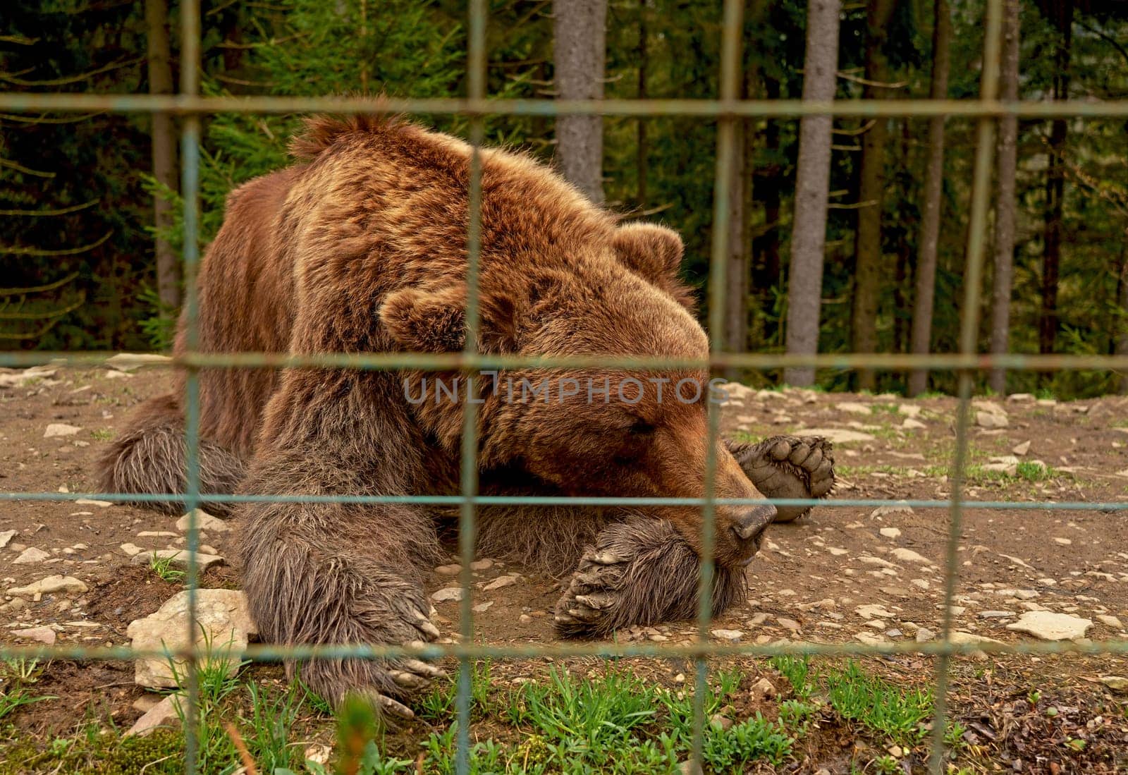 Sad bear in an animal cage at the zoo. Brown bears in the Carpathians. Ukraine. Bear in captivity. Conditions for keeping bears in the nursery