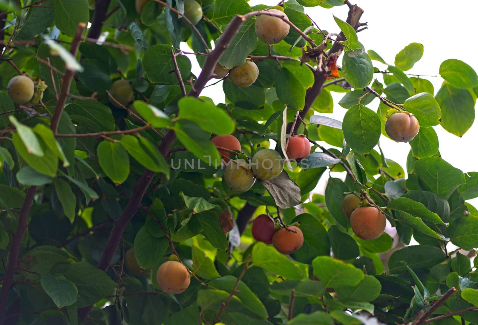 Persimmons growing on a tree in the bright morning sunshine at . Blue skies provide the background