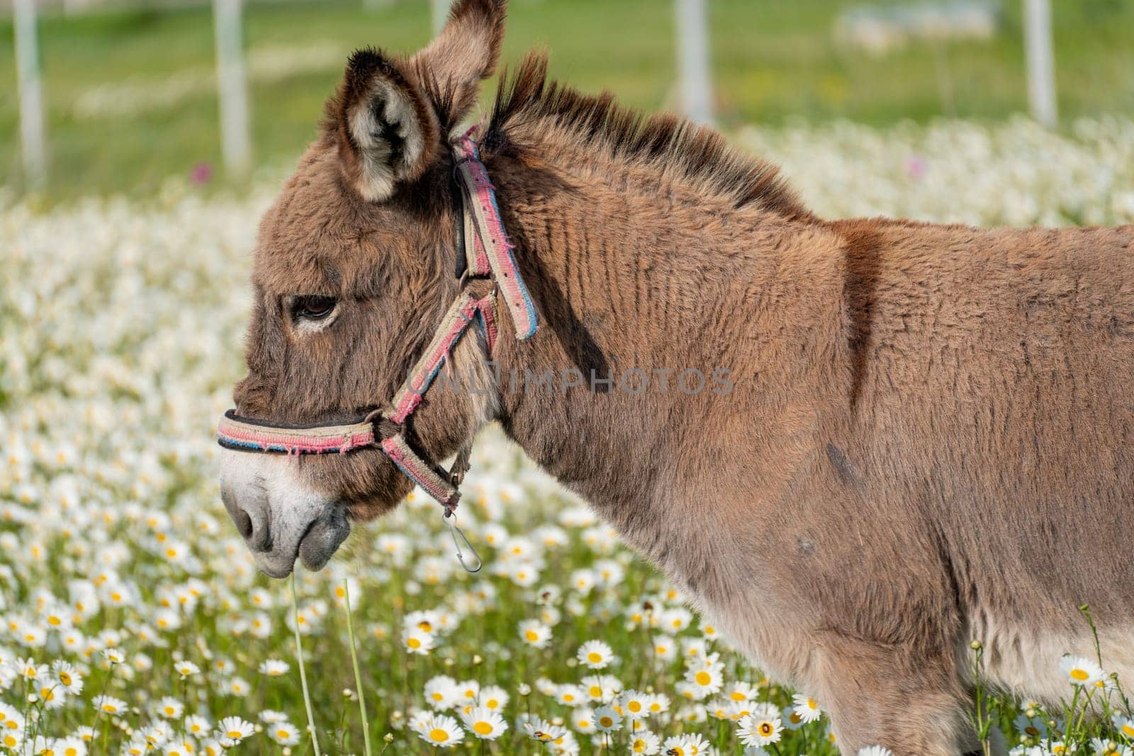 Donkey daisies field among flowering daisies by Matiunina