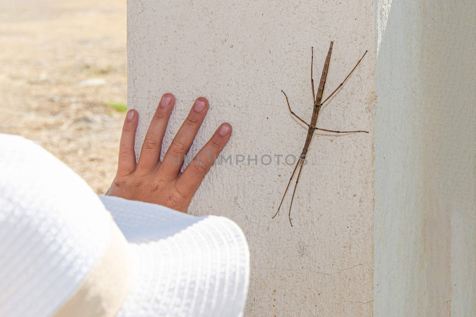 walking stick insect and kid's hand.Insect with brown color on white background. Child's hand peeks out from under white cap