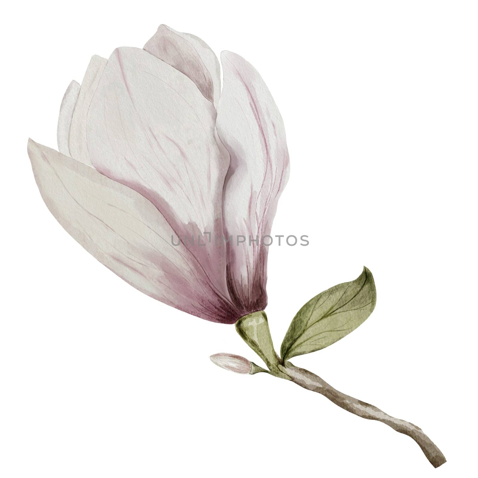 Watercolor magnolia flower isolate on a white background. Vintage flower in pink and white colors for design of cards and invitations for weddings and engagements.