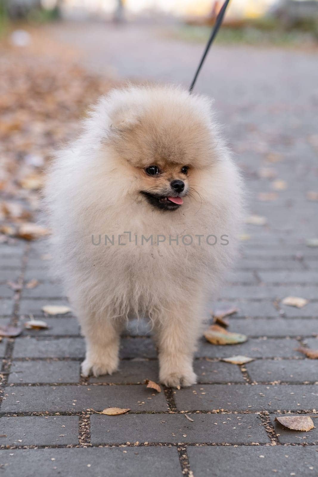Portrait of a cute and handsome Pomeranian dog walking on a leash by AnatoliiFoto