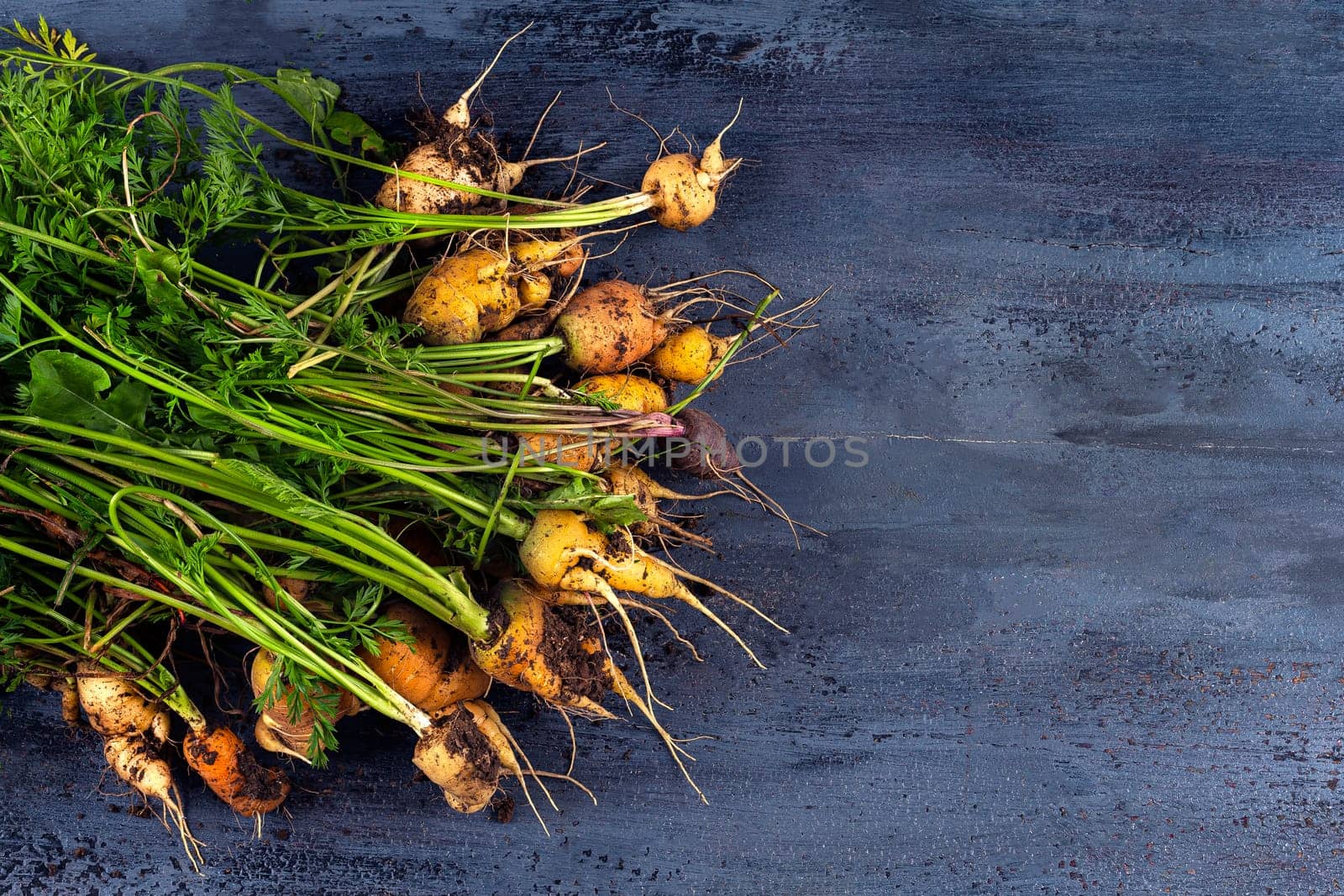 freshly bunch harvest. Healthy organic carrots, vegetables, agriculture close up