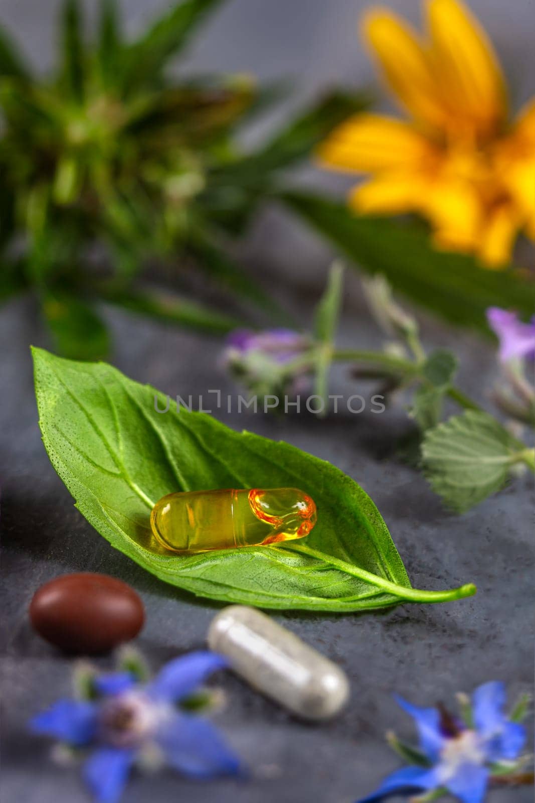 Holistic medicine approach. Healthy food eating, dietary supplements, healing herbs and flowers. ,omega acid capsules on plants leaves by JPC-PROD