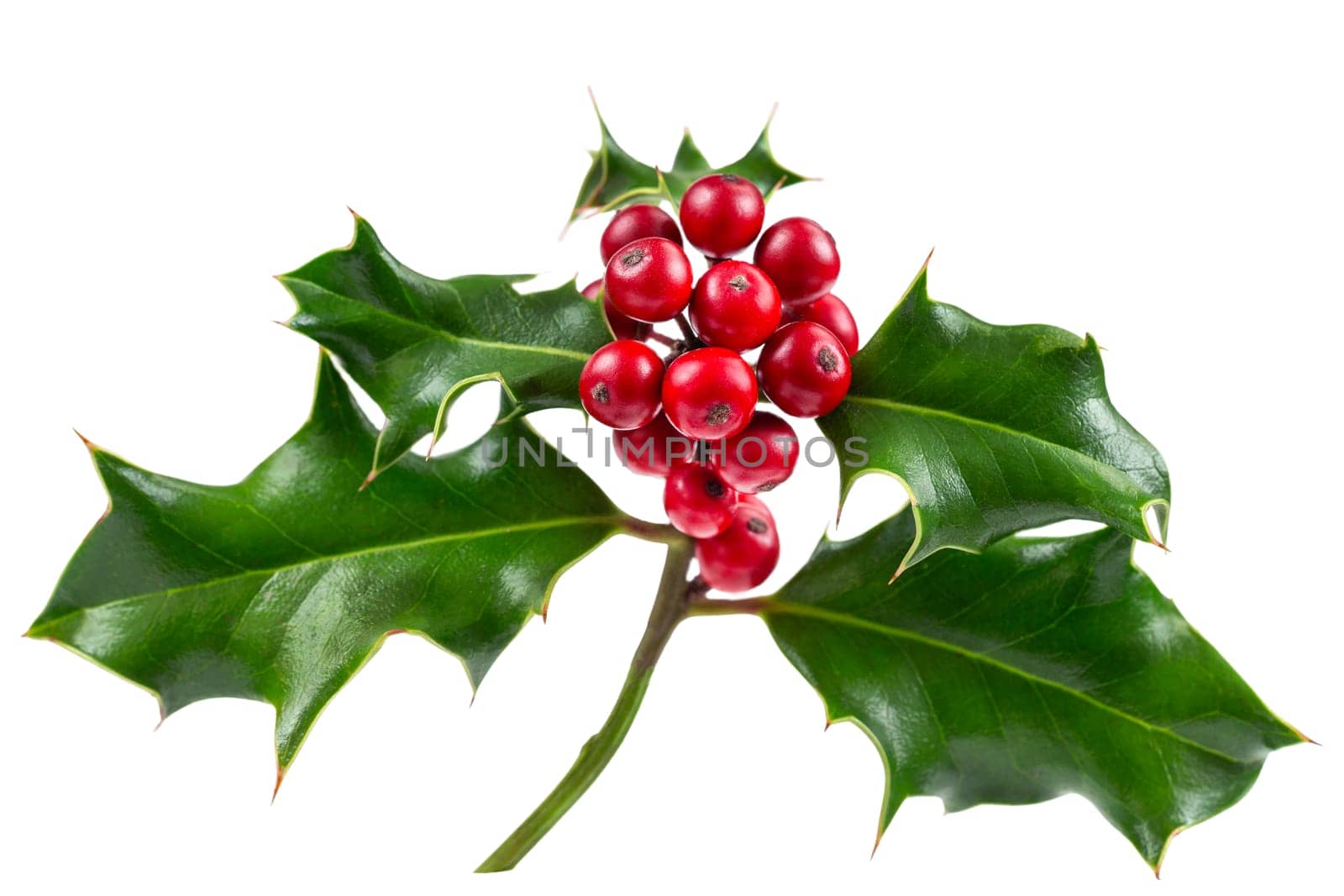Christmas Holly With Red Berries. Traditional festive decoration. Holly branch with red berries on white. by JPC-PROD