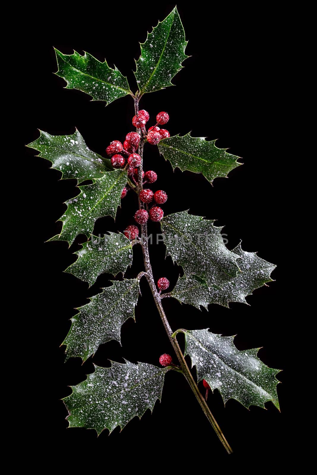 Holly ilex, christmas decoration with red berry's, covered with snow on dark background
