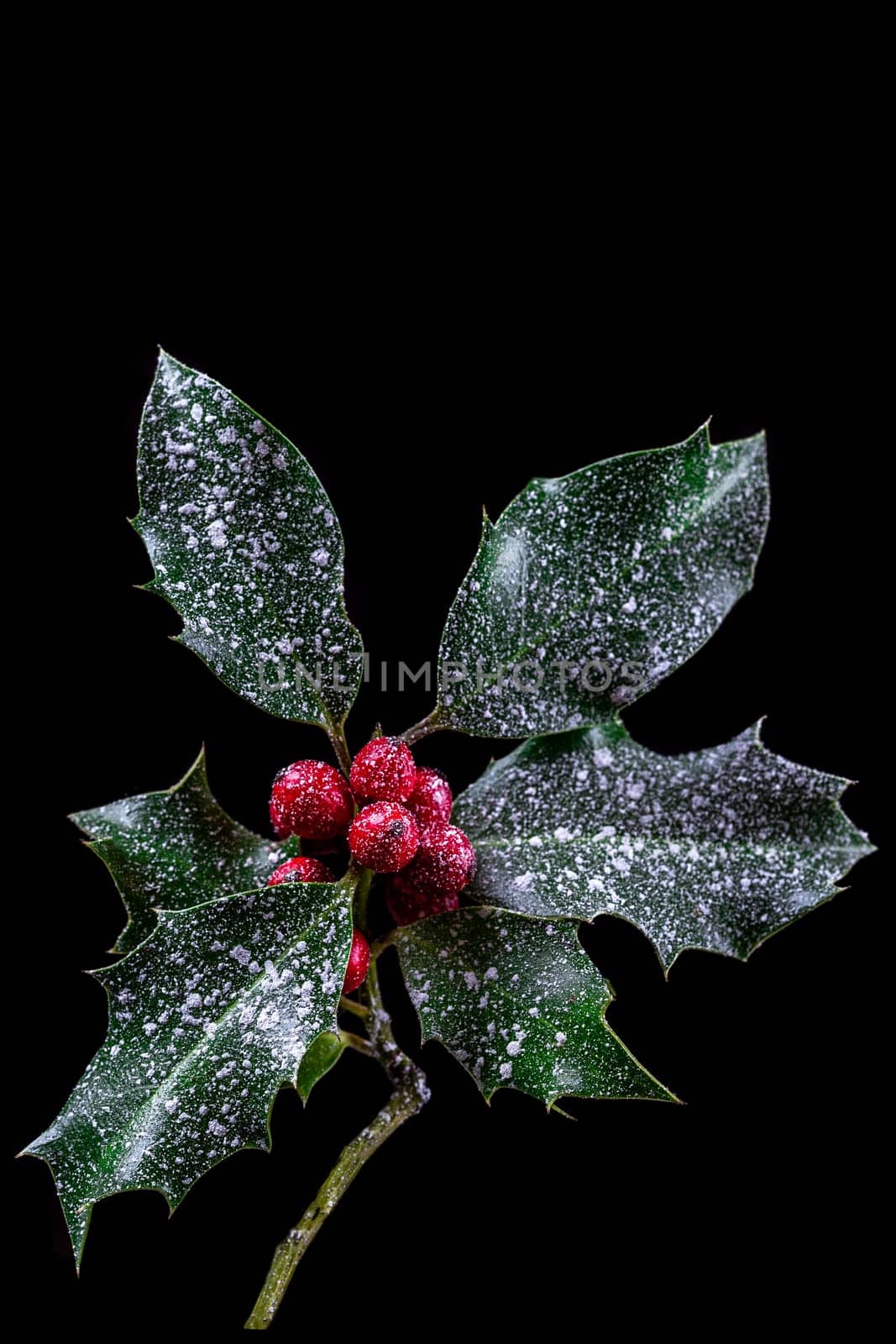 Holly ilex, christmas decoration with red berry's, covered with snow on dark background