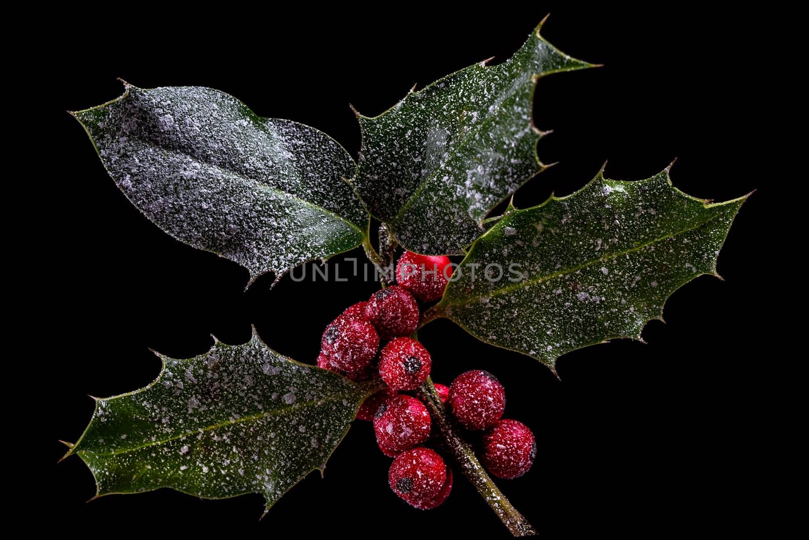 Holly ilex, christmas decoration with red berry's, covered with snow on a black background by JPC-PROD
