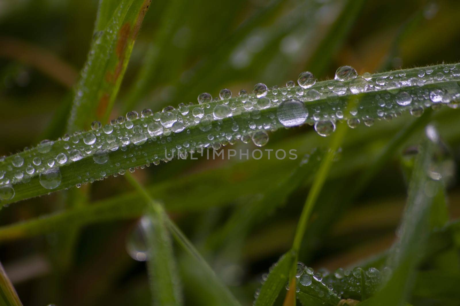 Dew drops on green grass by Maksym