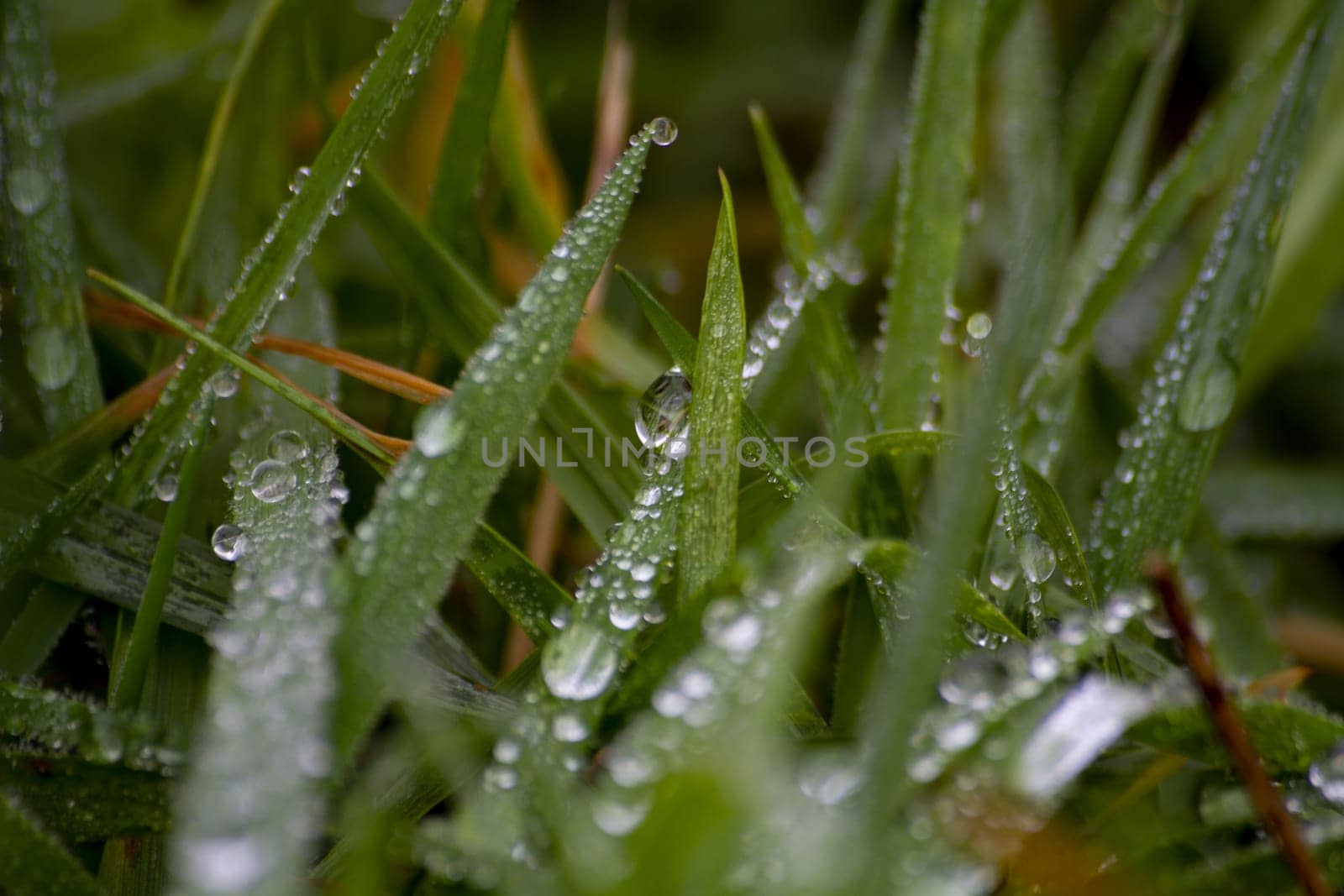 Dew drops on green grass by Maksym