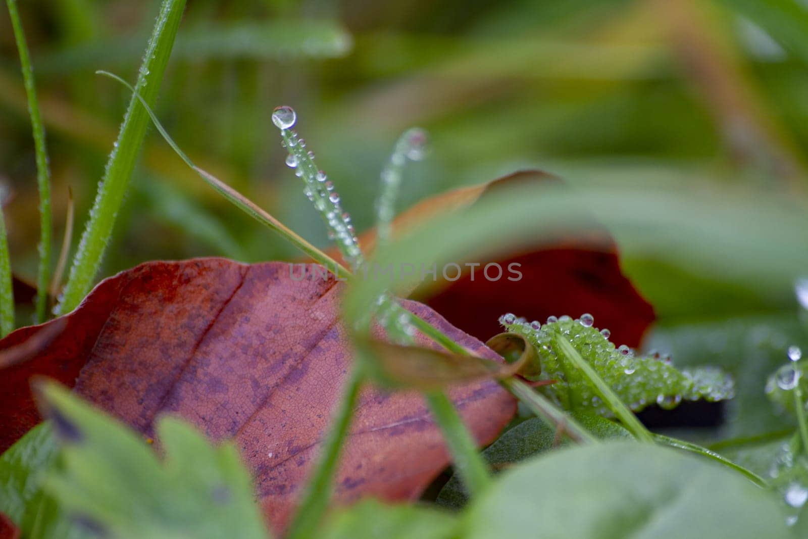 Dew drops on green grass. High quality photo