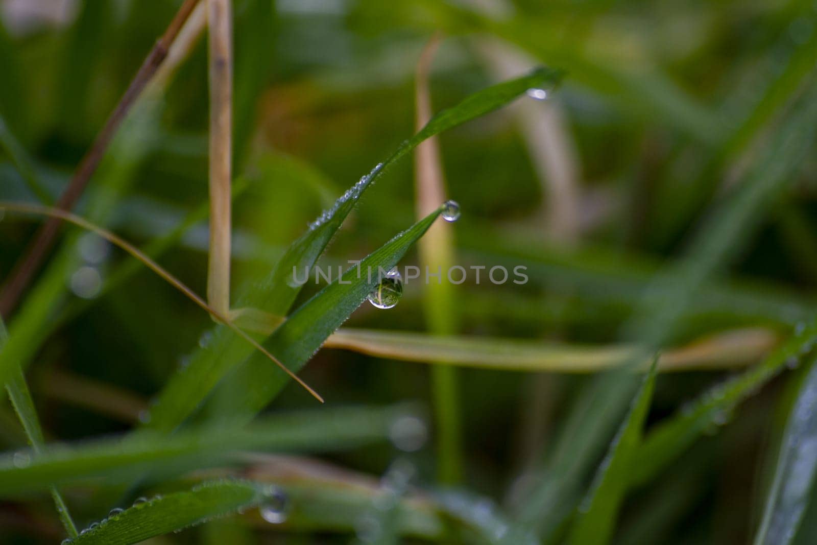 Dew drops on green grass. High quality photo