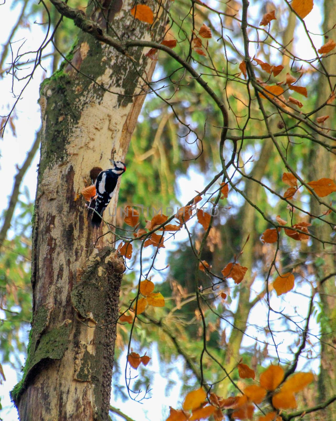Woodpecker on an autumn tree near a hollow. High quality photo