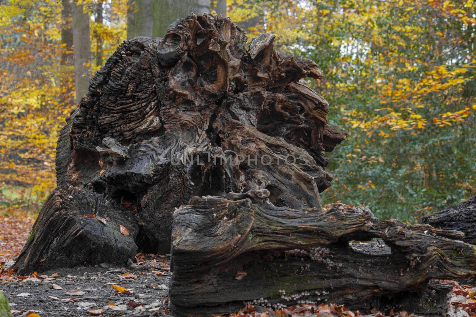 A large, curly tree root lies in the forest High quality photo
