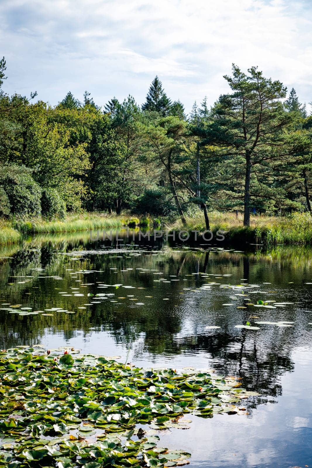 The Freulevijver is a small lake in the middle of the Oude Bosch between Wijnjewoude and Bakkeveen