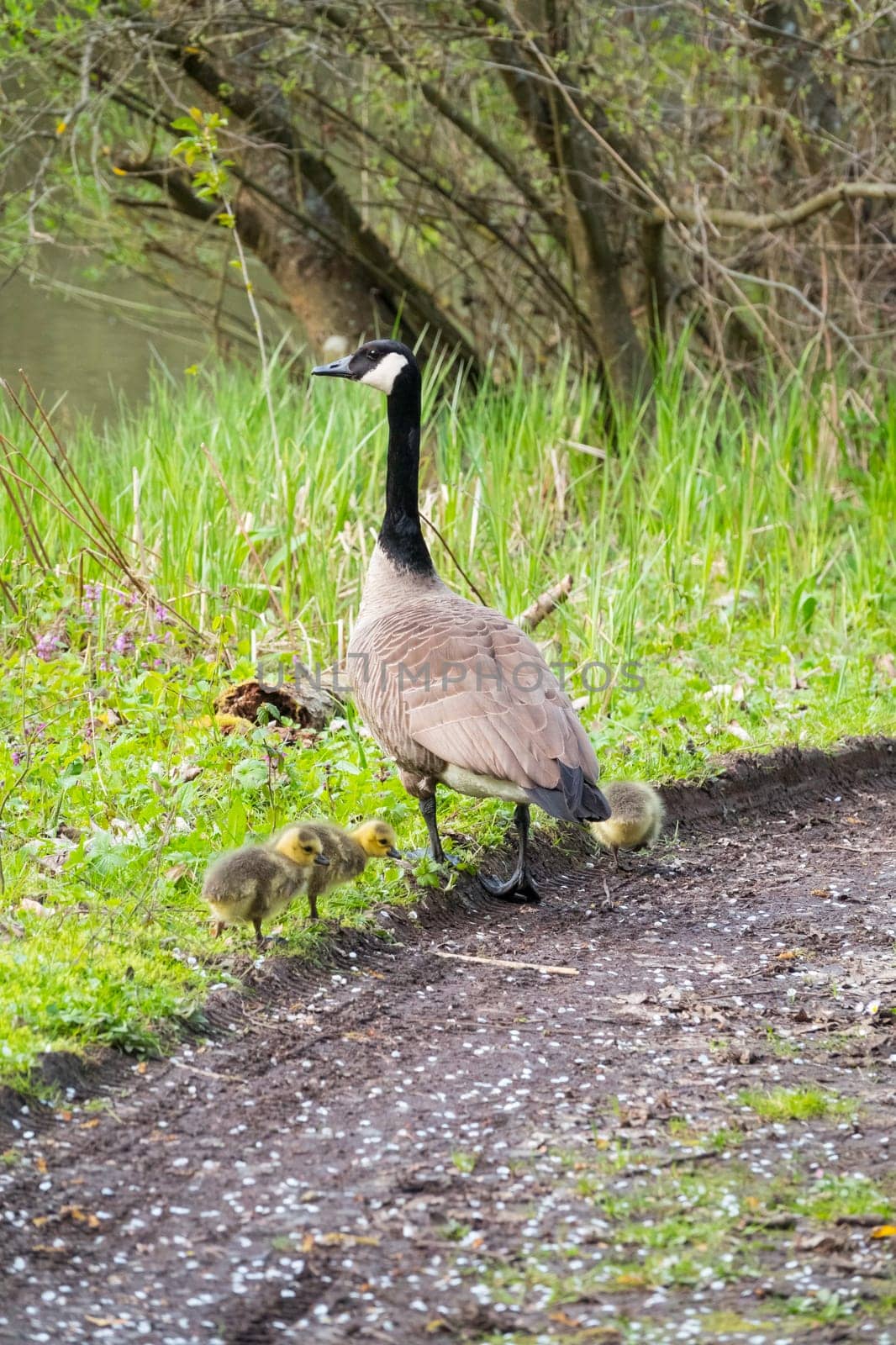 the Branta canadensis or big canadian goose by compuinfoto