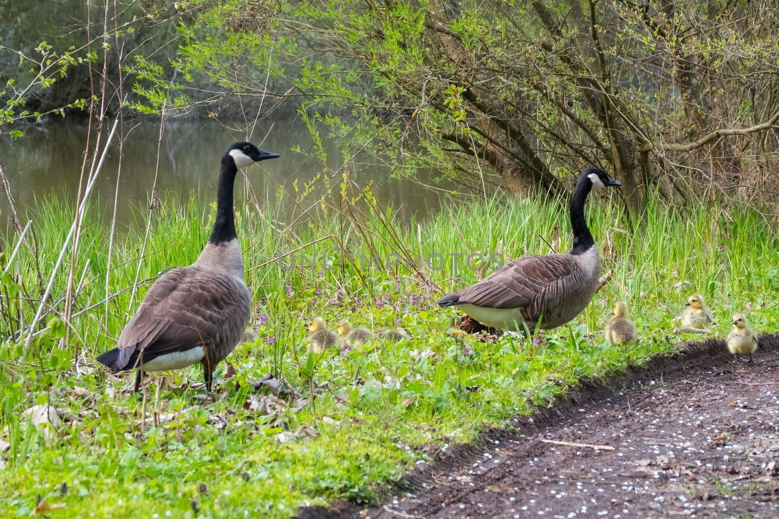 a male and female father and mother large Canada goose with a number of young in the tall grass in nature in Germany