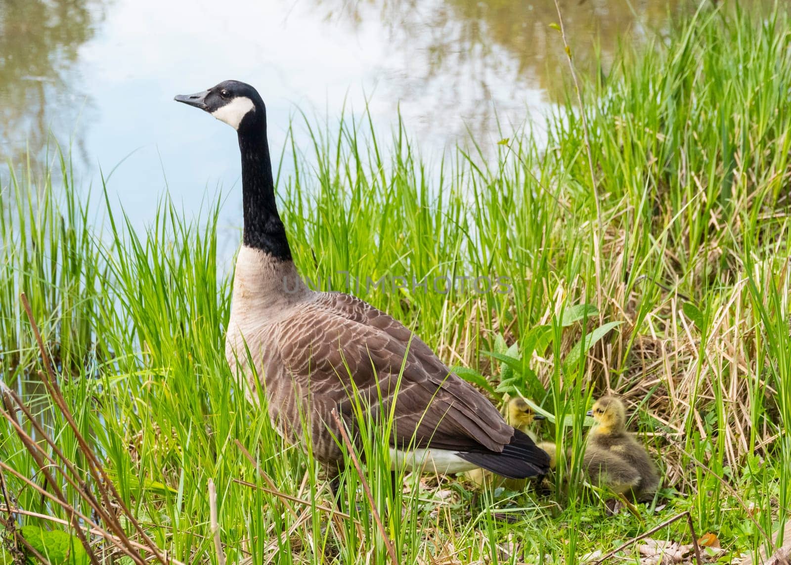 the Branta canadensis or big canadian goose by compuinfoto