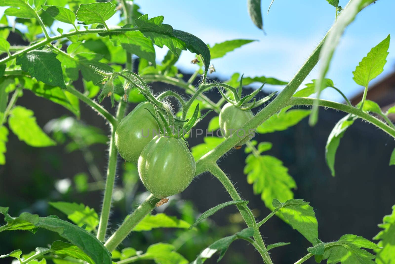 green tomatoes on tomato tree in a garden
