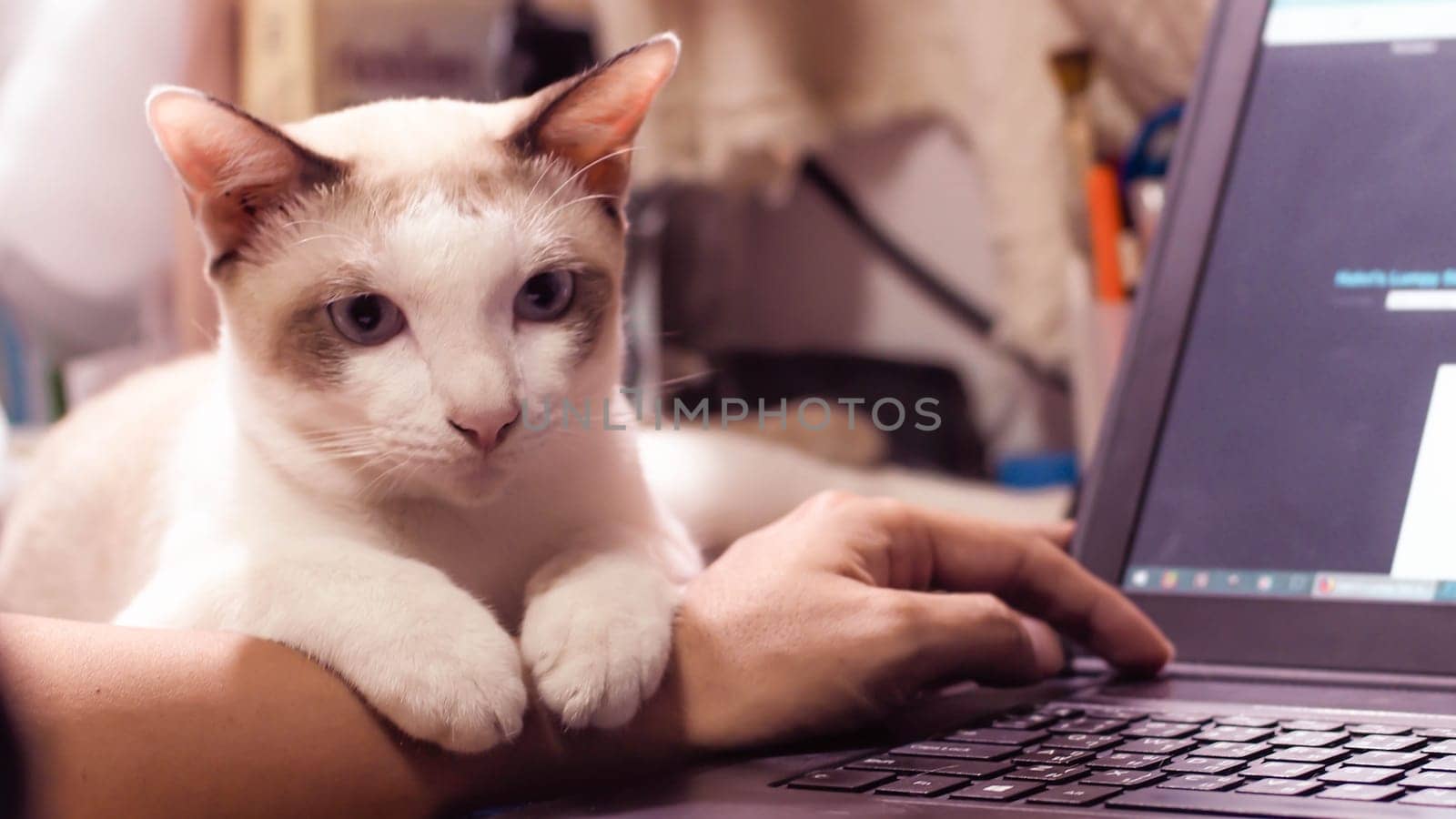 Pawsitive Work Vibes: Cat's Touch of Inspiration as Man Navigates the Computer