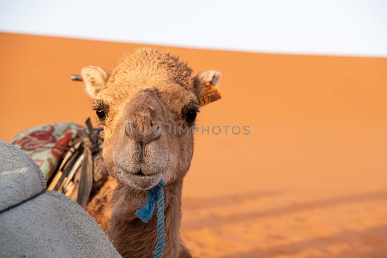 Portrait of a beautiful dromedary in Erg Chebbi, Morocco