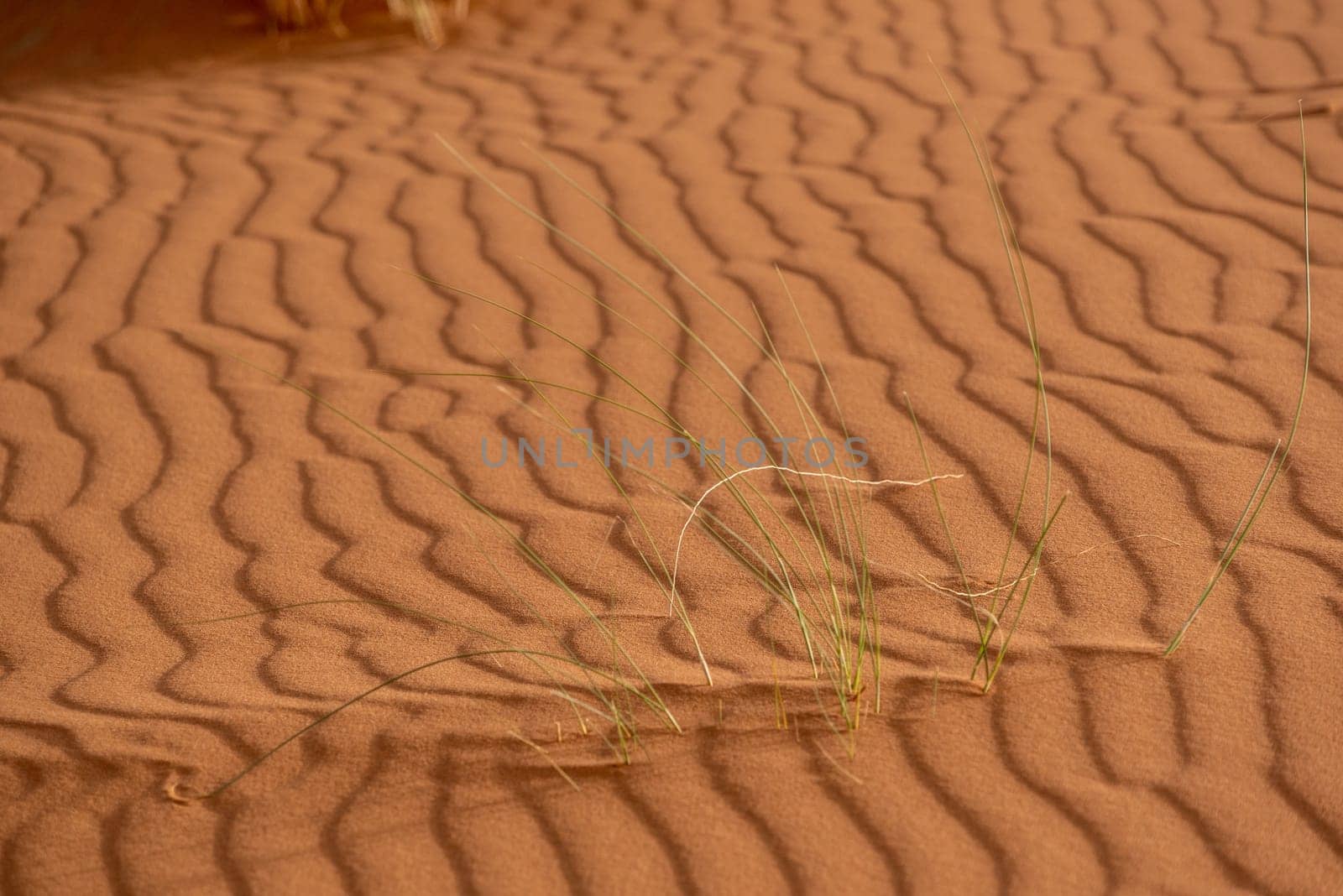 Scenic sand pattern on a desert's dune, drawn from the wind, Morocco