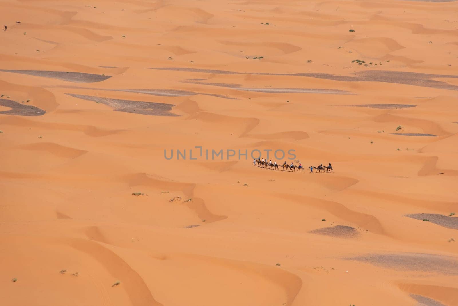 A camel caravan crossing the desert of Erg Chebbi, Morocco