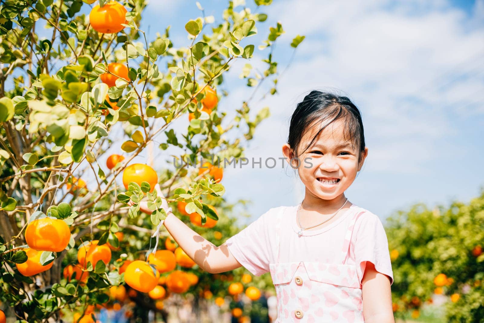 In an Italian orange tree garden a smiling little girl joyfully picks fresh oranges. Her portrait amidst the sunny farm captures the child's happiness and the beauty of fruit harvesting.