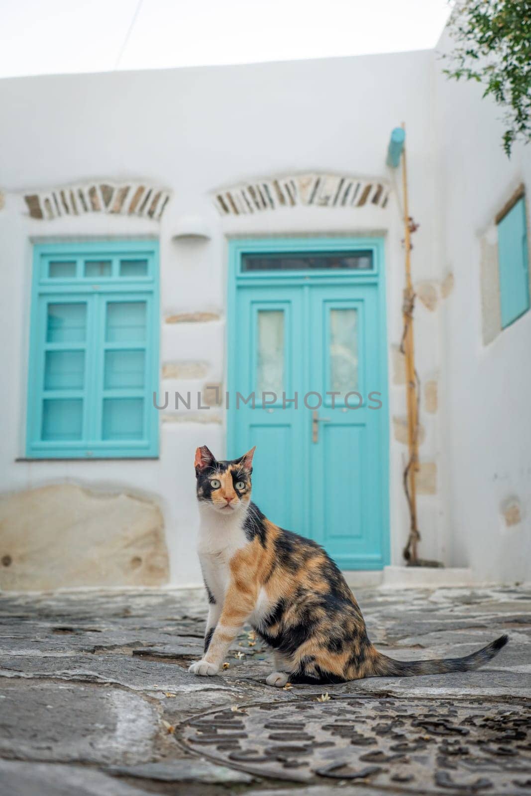 Cat posing in the streets of Parikia, Paros