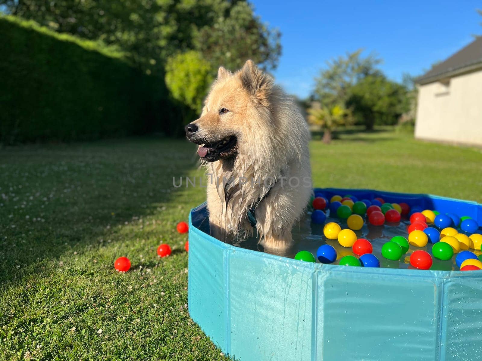 Dog canine eurasier dog in flower garden