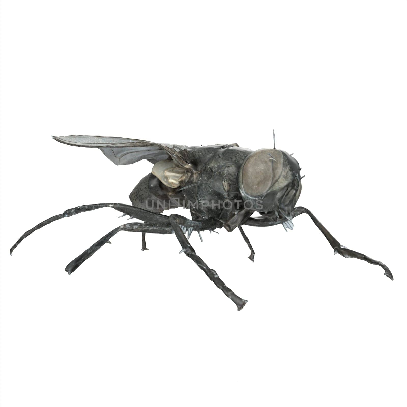 Black Fly isolated on white background. High quality 3d illustration