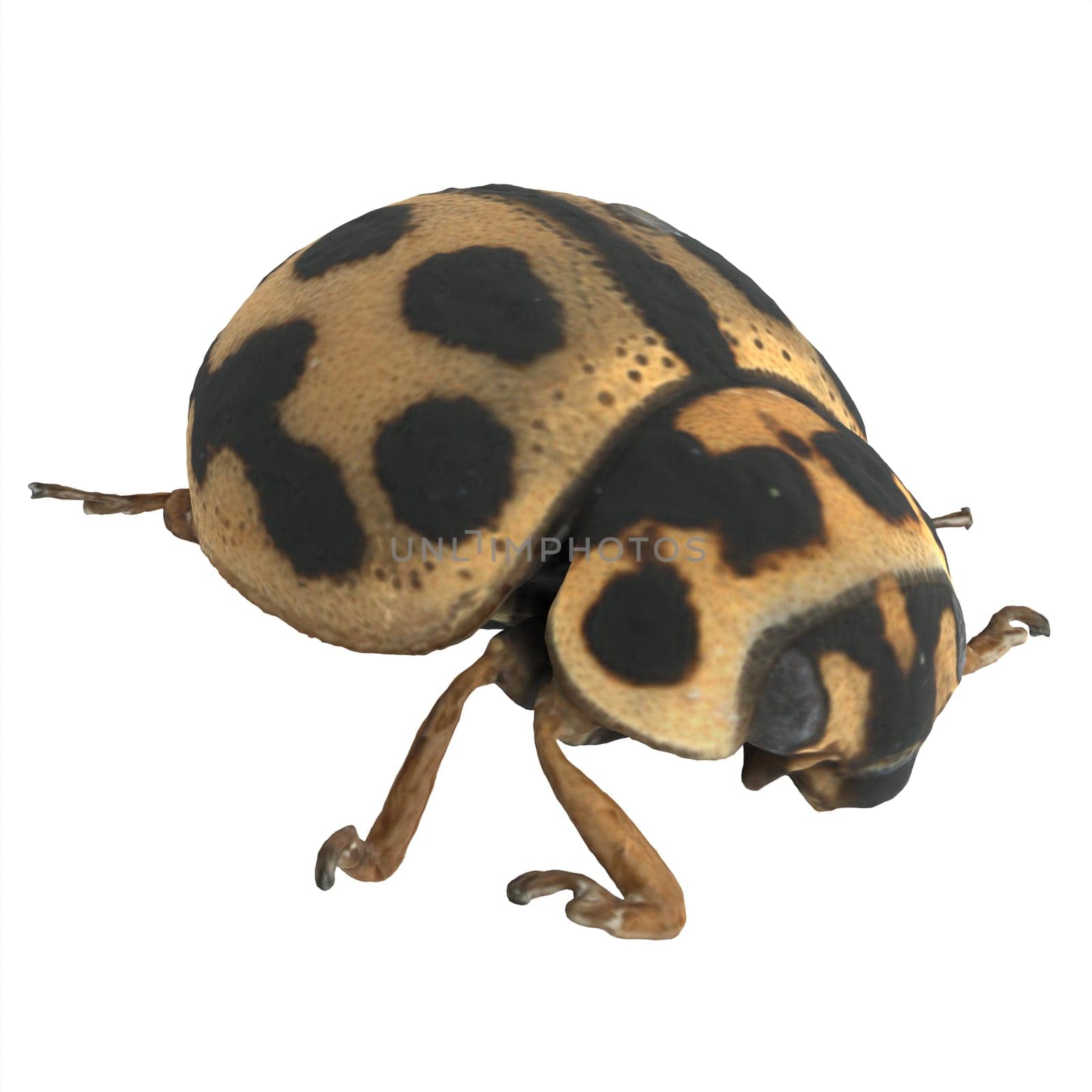 Tytthaspis sedecimpunctata isolated on white background. High quality 3d illustration