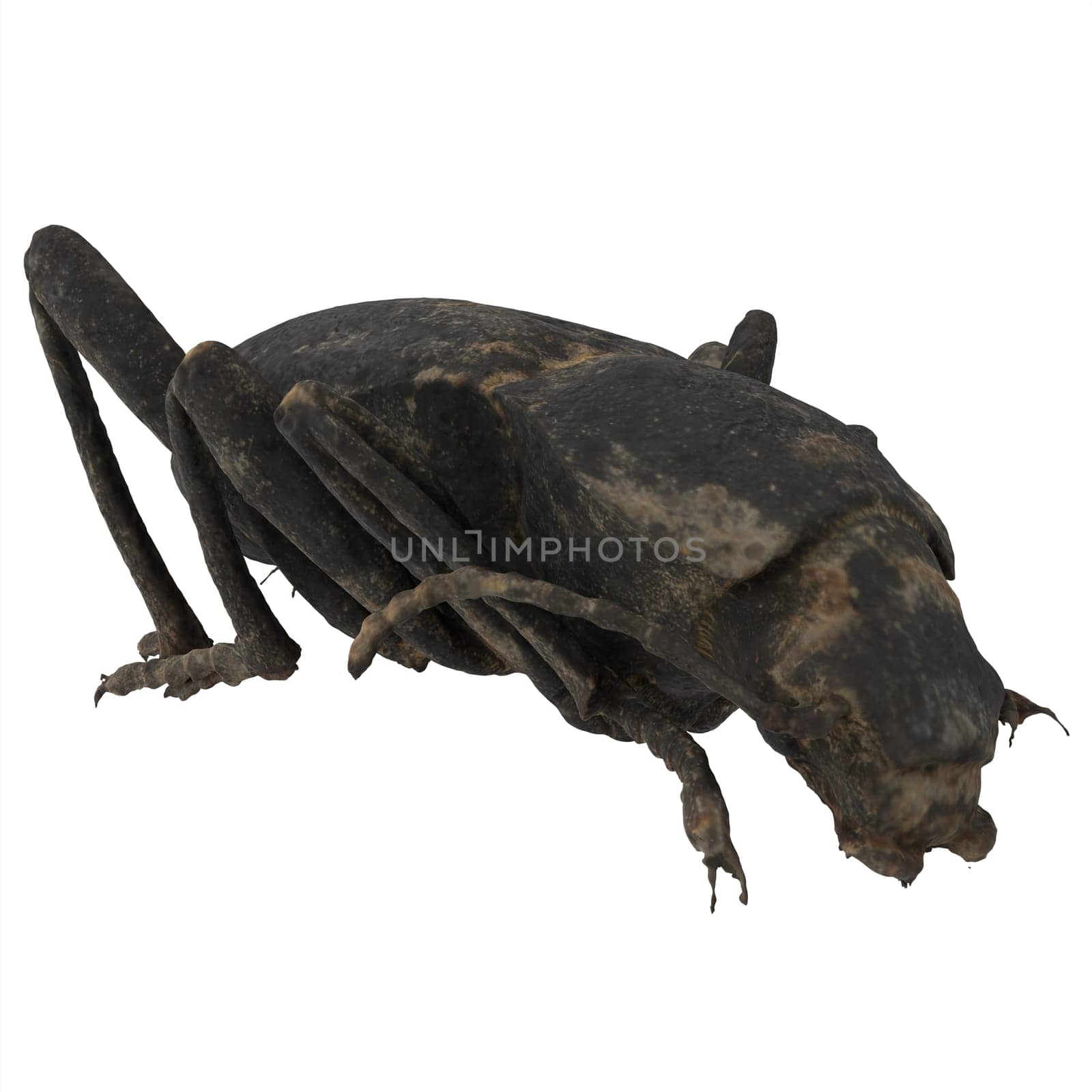 Black Beetle isolated on white background. High quality 3d illustration