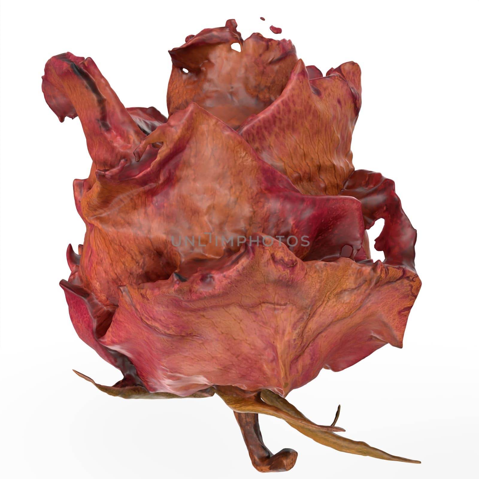 Dried Rose isolated on white background. High quality 3d illustration