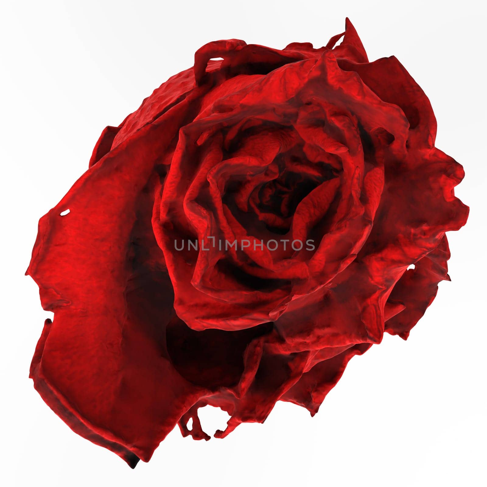 Red Rose isolated on white background by gadreel