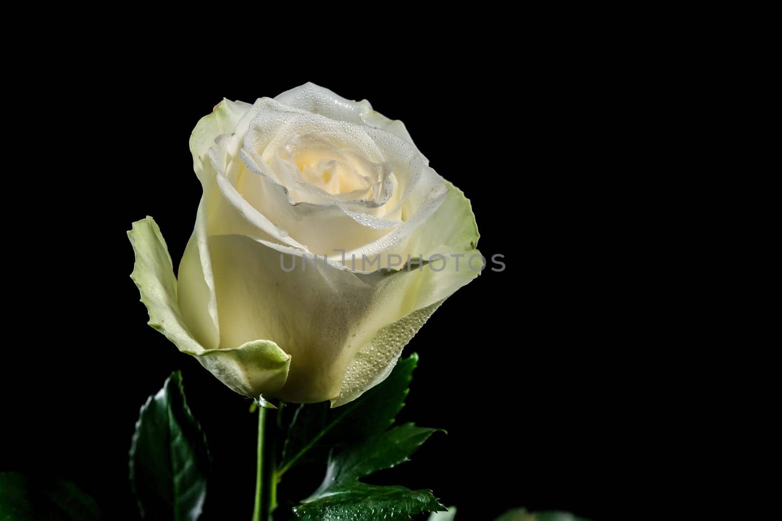 White tea rose on a black background. Flower head close-up.