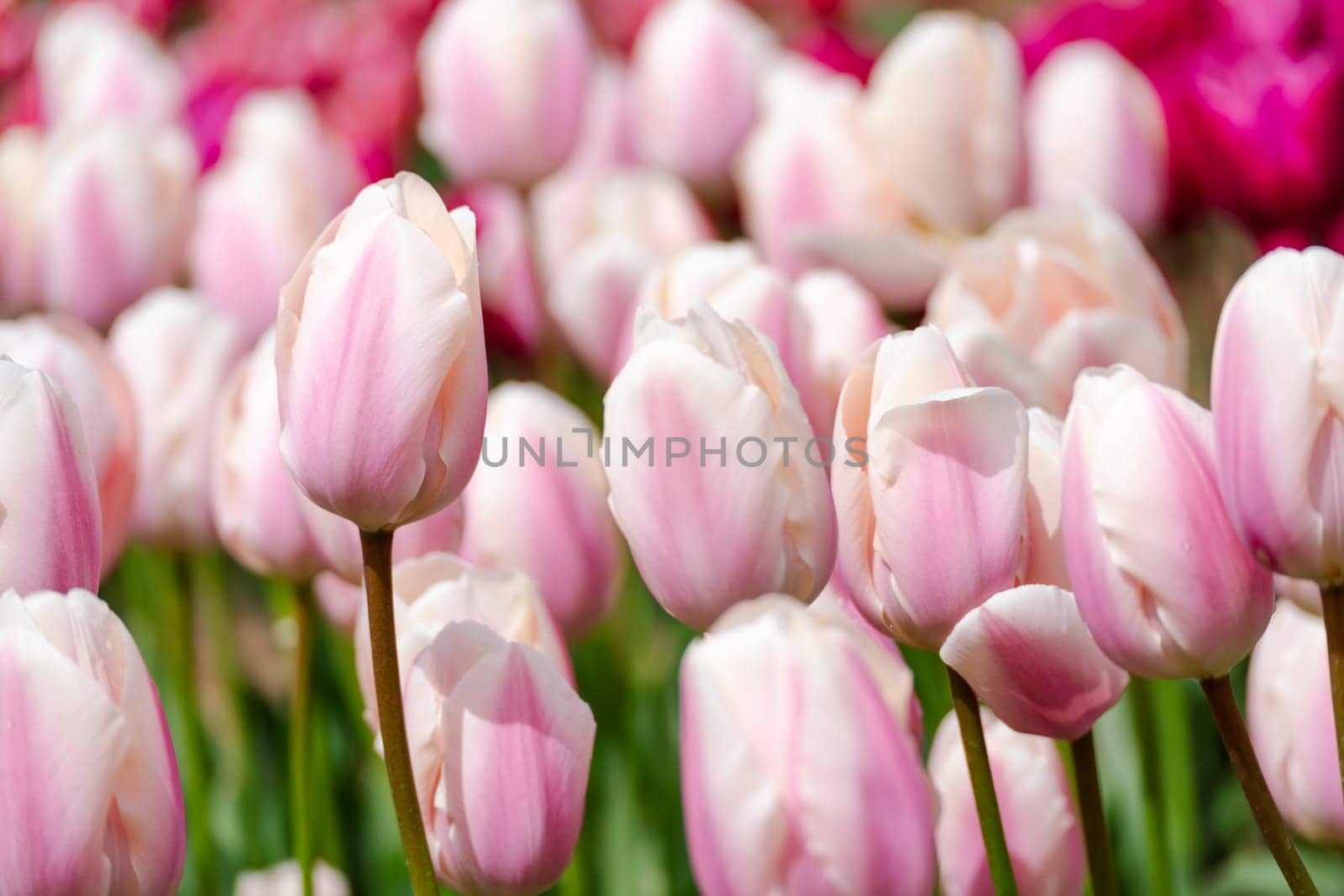 Tulip field. Pink tulips with white stripe close-up. Growing flowers in spring