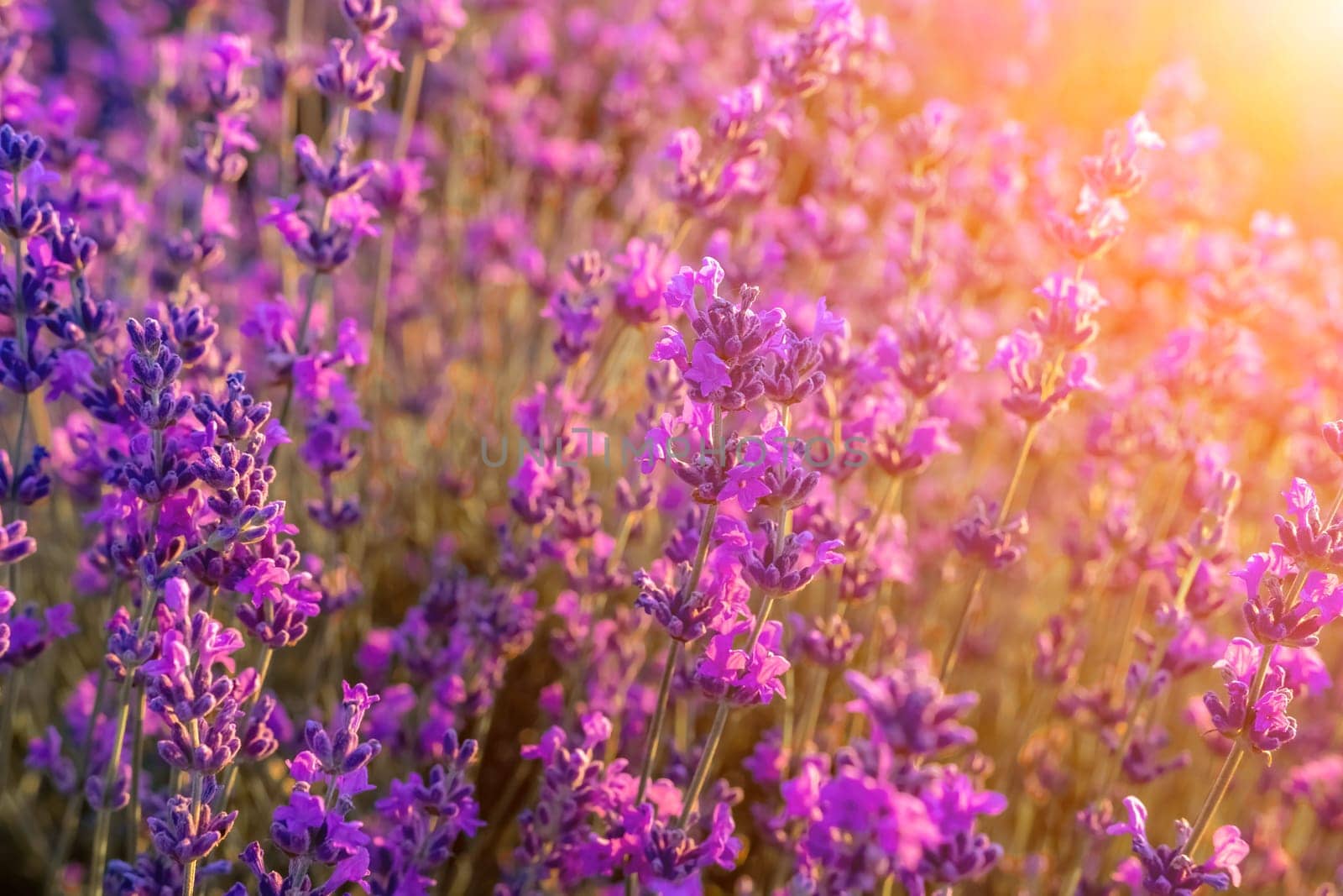 Lavender flower field closeup on sunset, fresh purple aromatic flowers for natural background. Design template for lifestyle illustration. Violet lavender field in Provence, France. by panophotograph