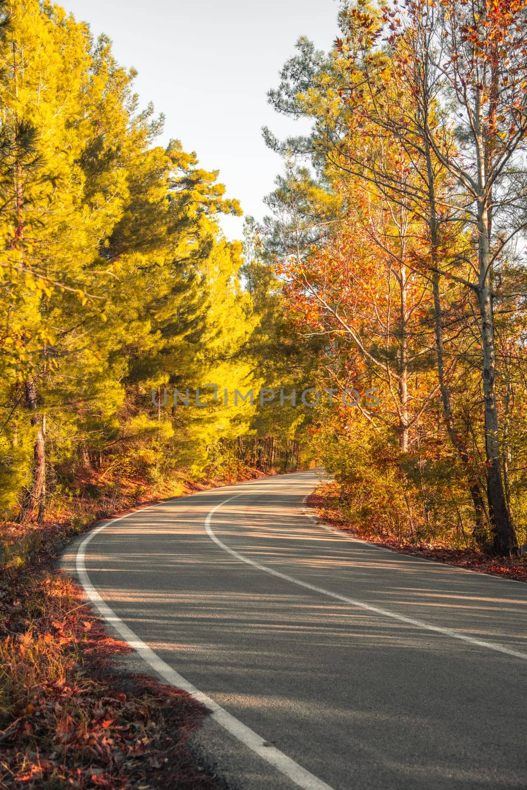 Asphalt road through autumn forest at sunrise by Sonat