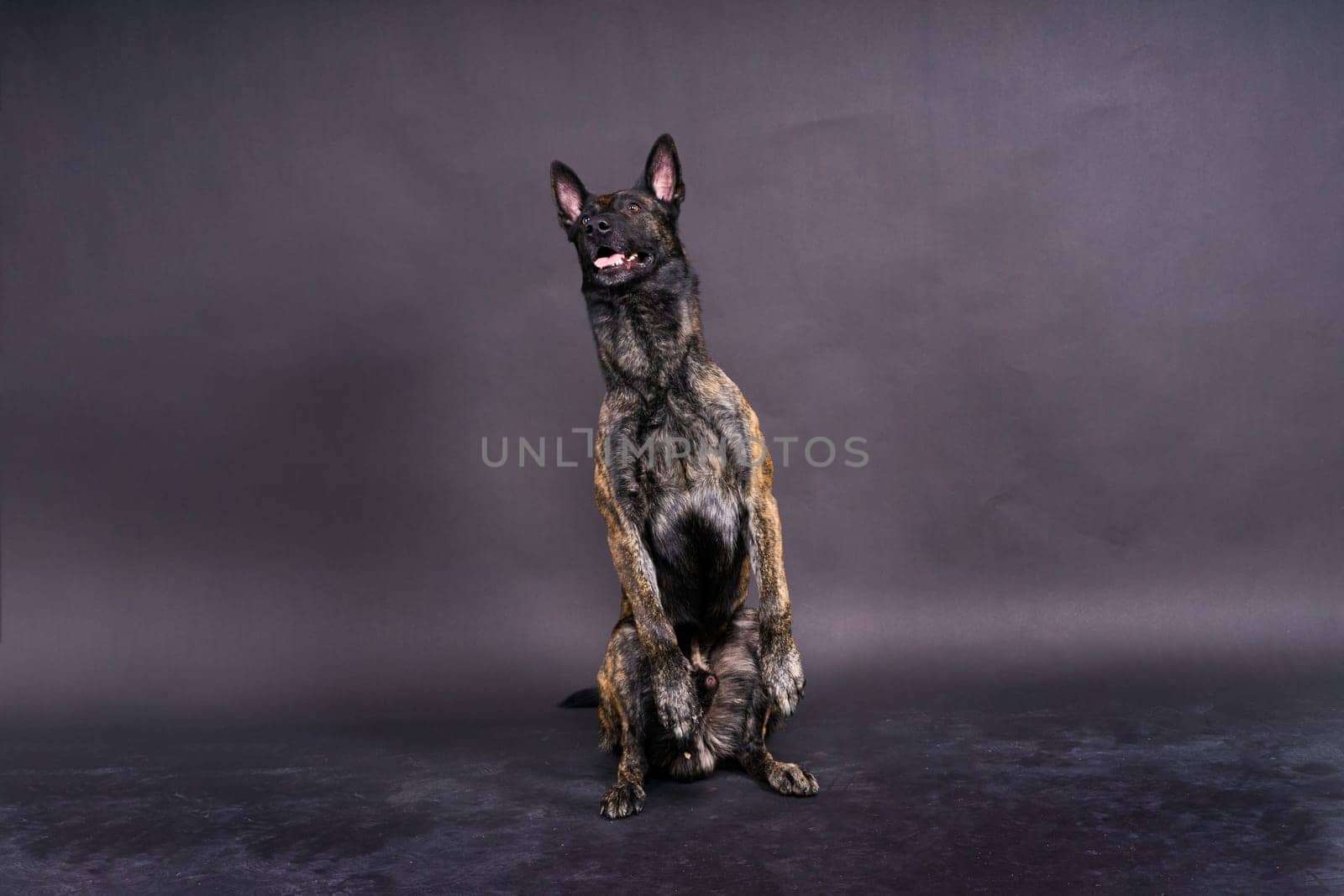 Portrait of an holland shepherd in a studio, black red yellow background by Zelenin