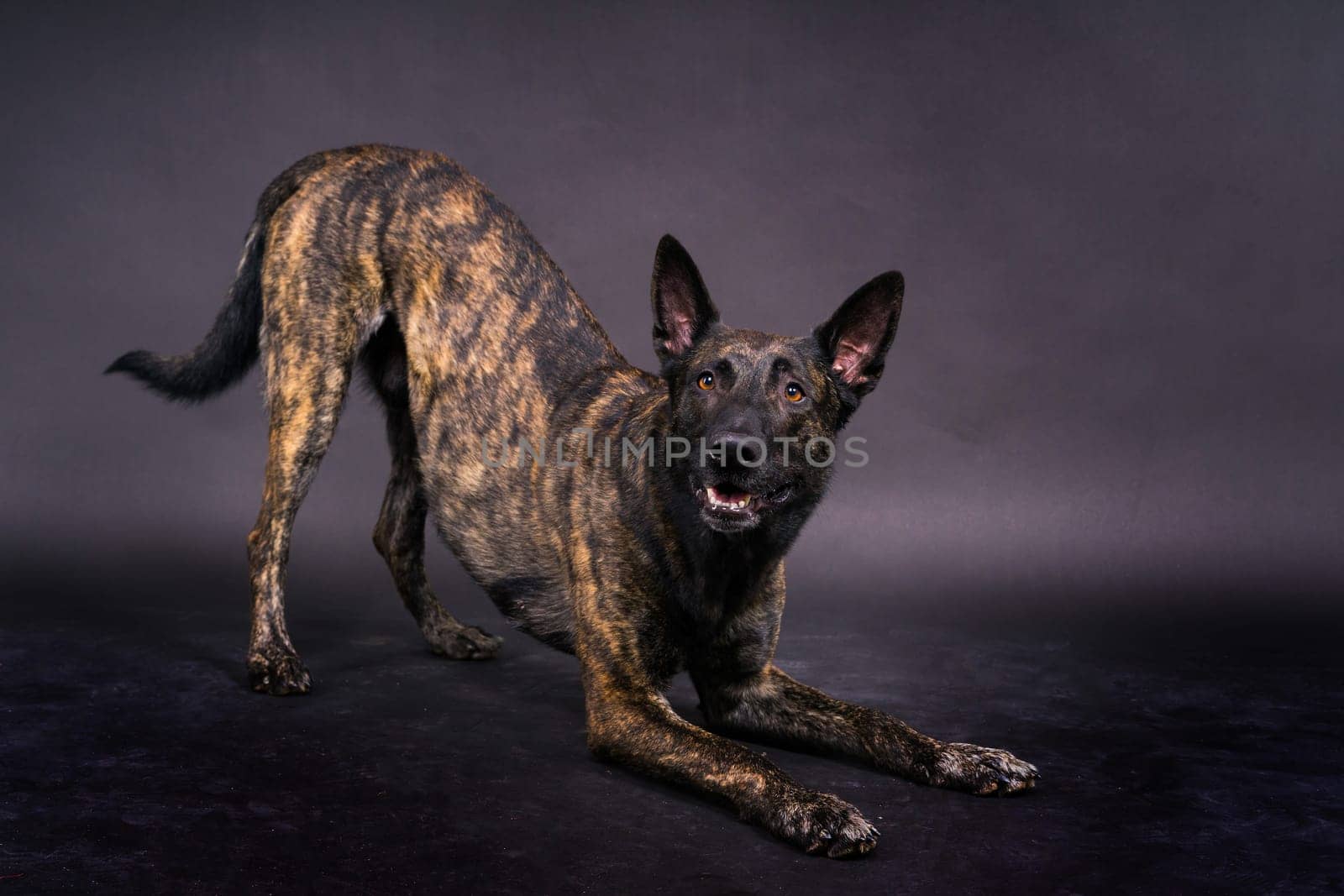 Portrait of an holland shepherd in a studio, black red yellow background by Zelenin