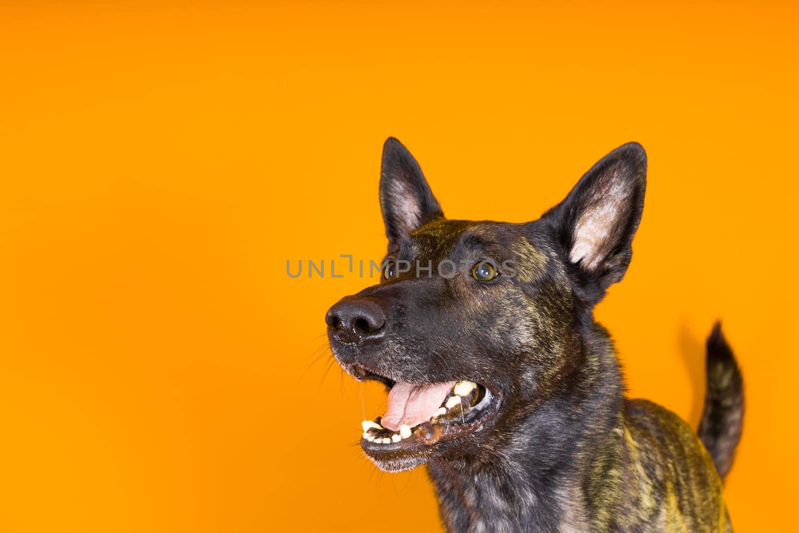 Portrait of an holland shepherd in a studio, black red yellow background by Zelenin