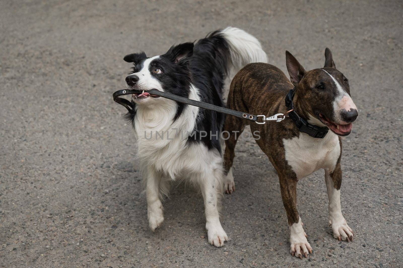 A border collie leads a bull terrier by the leash. One dog walking another. by mrwed54