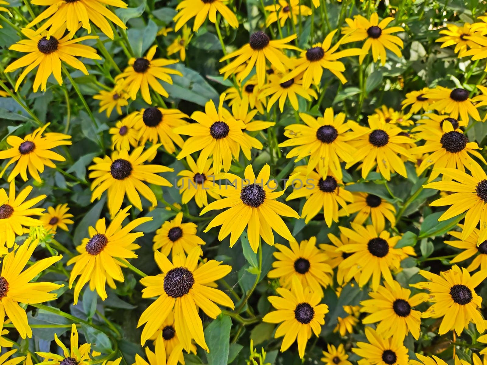 Yellow rudbeckia flowers in springtime