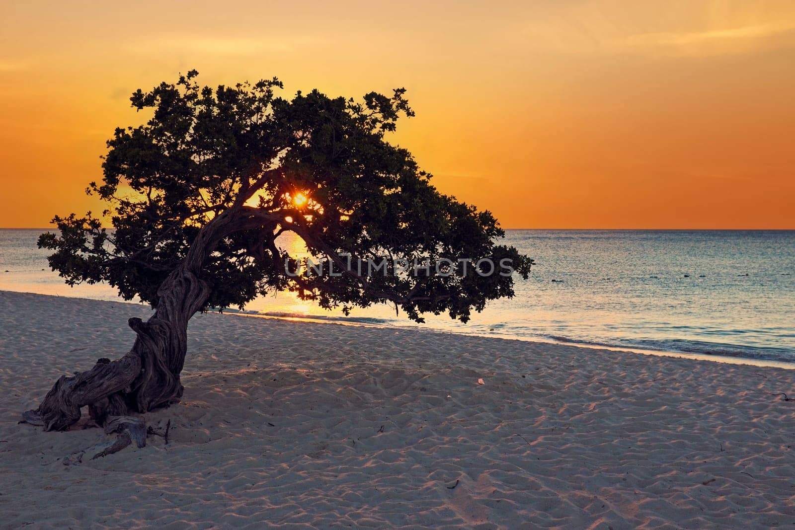 Dividivi tree on Aruba