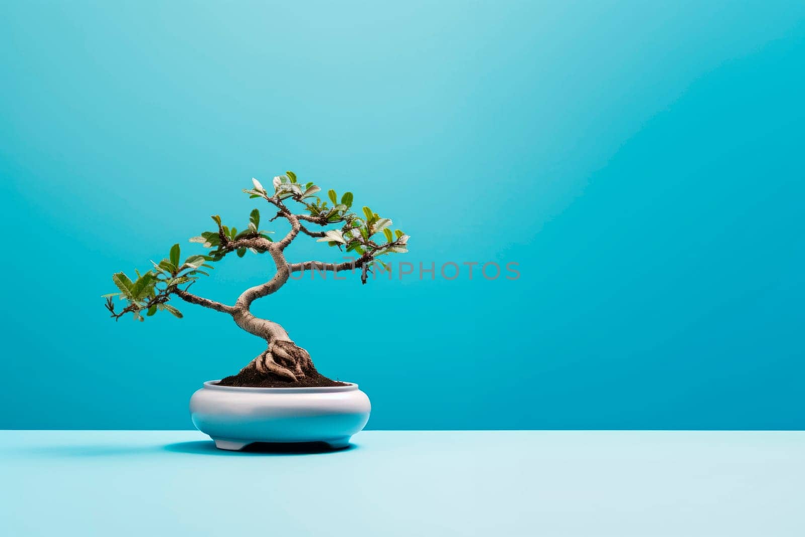 Miniature bonsai tree in a ceramic pot on a background with a copy space. Minimalism.