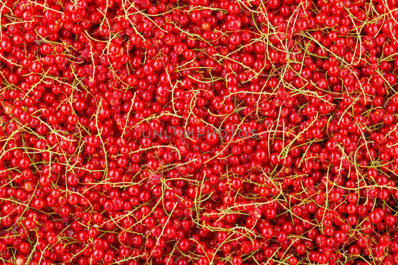 full-frame background and texture of red currants pile in high angle view.