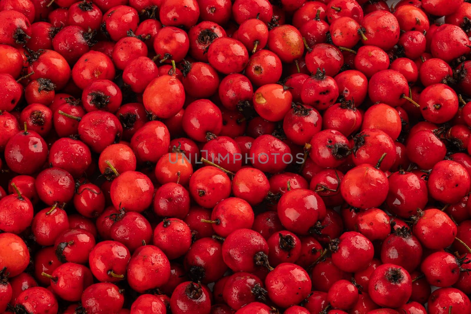 pile of red hawthorn berries full frame background and texture.