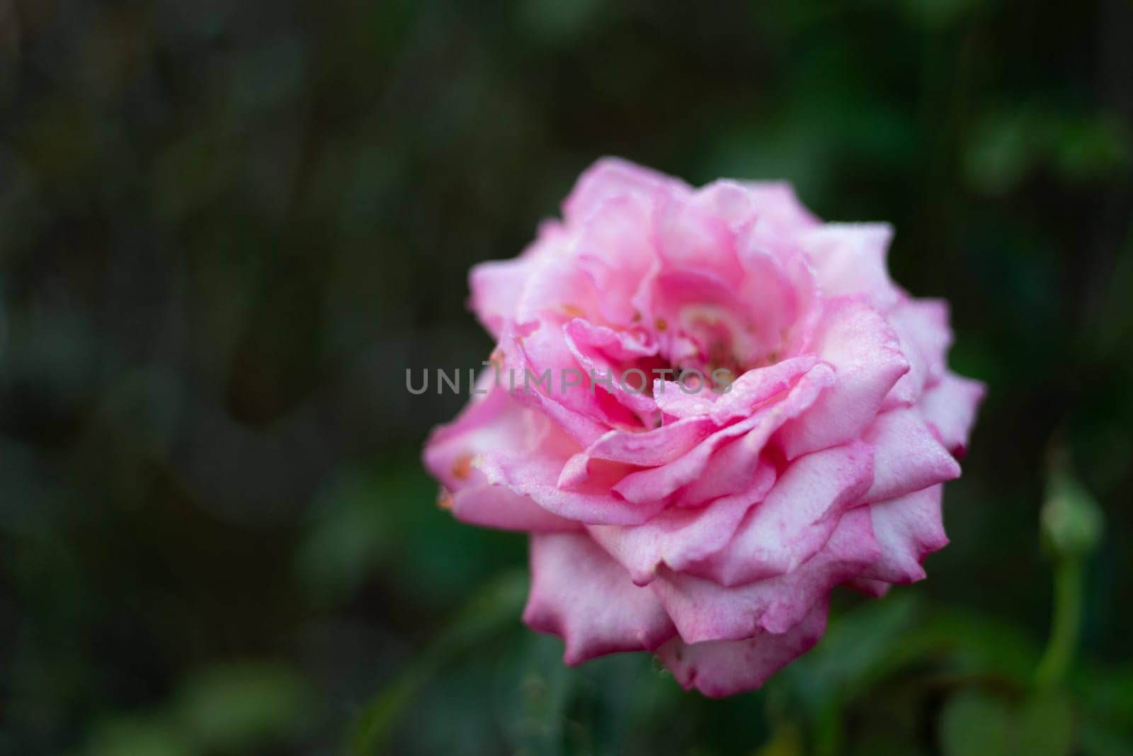 Fresh pink rose flower blooming greet sun light in morning. Multilayer Pink Rose.